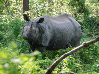 Indian rhino