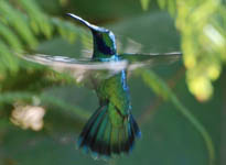 Green violet-ear hummingbird