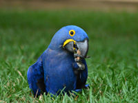 hyacinth macaw