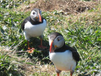 Puffins