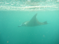 Manta Ray