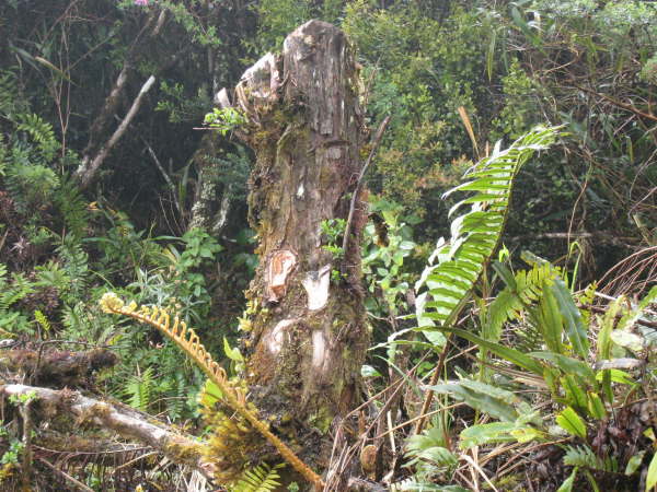 En route to San Gerardo de Dota