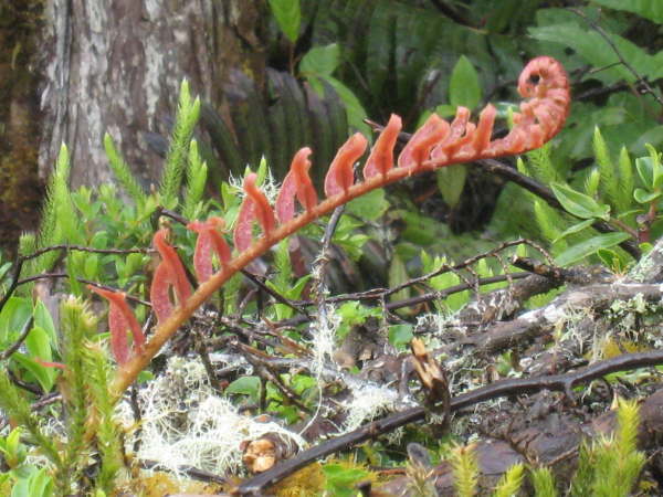 En route to San Gerardo de Dota