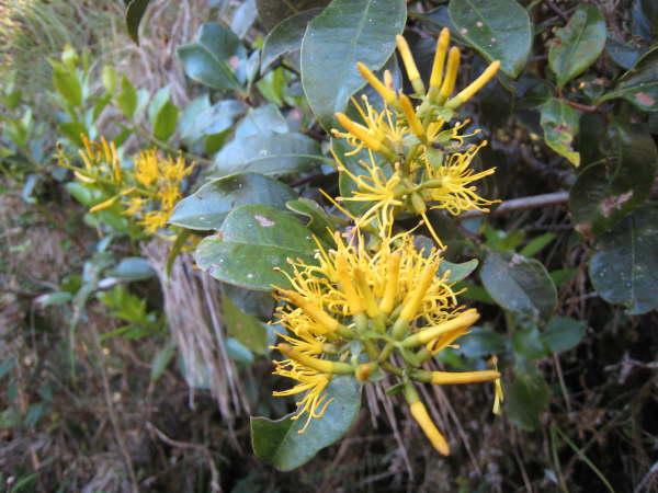 Above St Gerardo de Dota