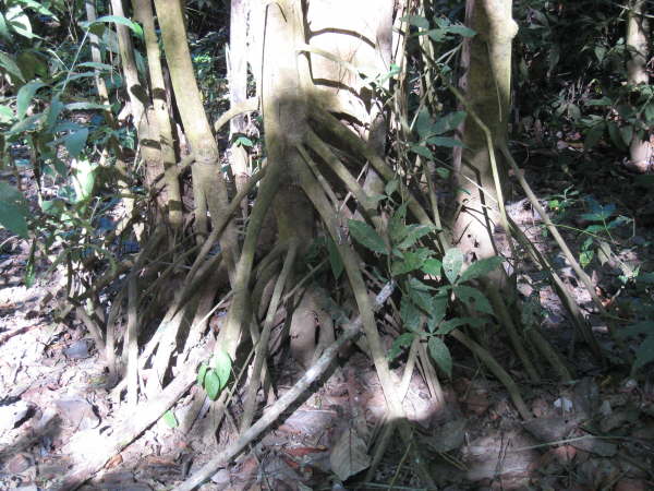 Carara National Park