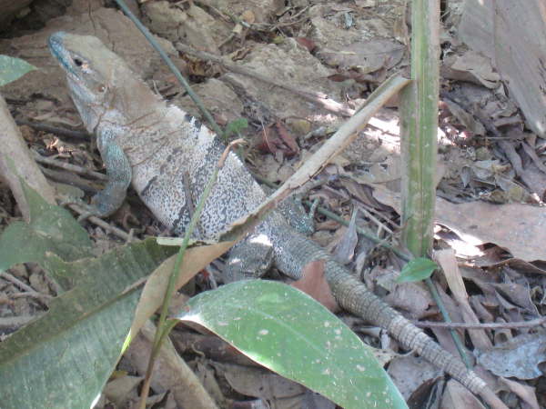 Carara National Park