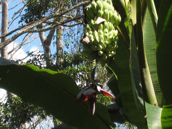 Carara National Park