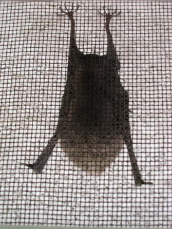 Greater White-lined Bat bat at Villa Lapas