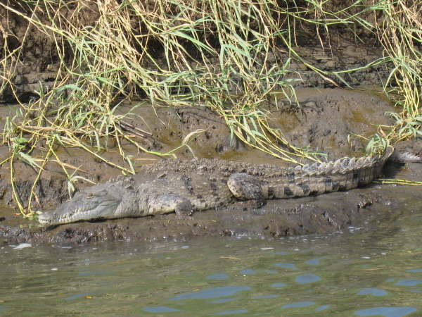 Crocodile Rio Tarcoles
