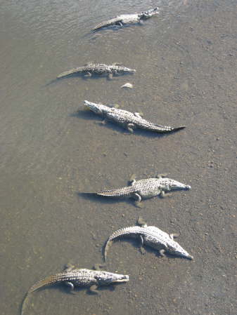 Crocodiles in the Rio Tarcoles
