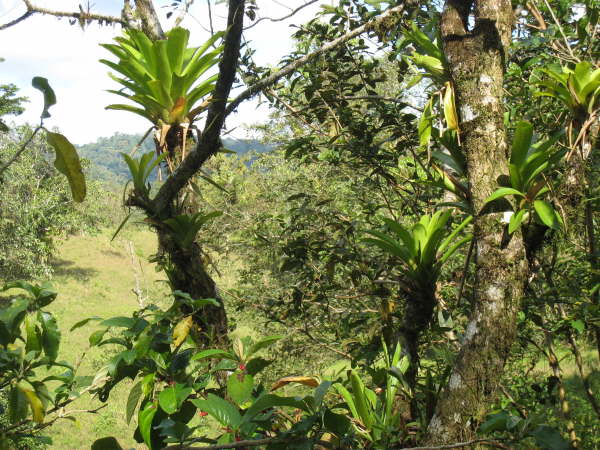 Arenal Observatory Lodge