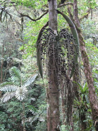 Arenal Hanging Bridges