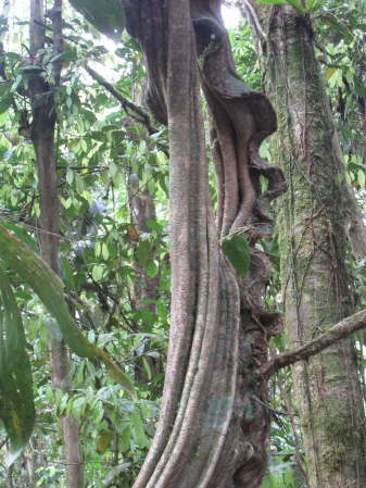 Arenal Hanging Bridges