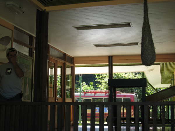 Montezuma oropendula nest Tapanti National Park