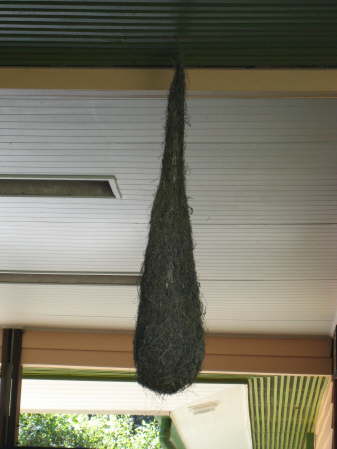 Montezuma oropendula nest Tapanti National Park