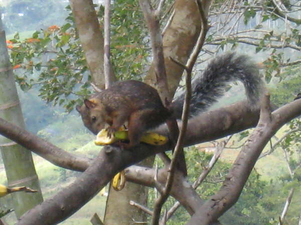 Variegated squirrel Rancho Naturalista