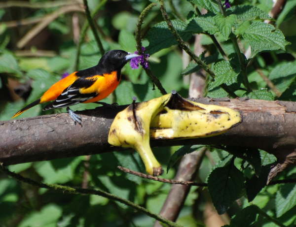 Baltimore Oriole 