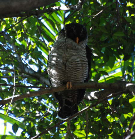 Black and white owl
