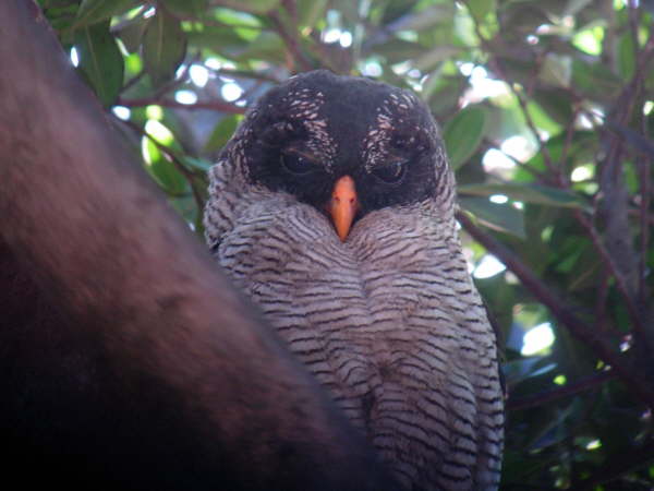 Black and White Owl 