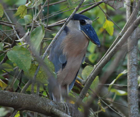 Boat-billed Heron