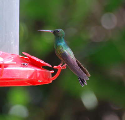 Bronze-tailed Plumeleter 