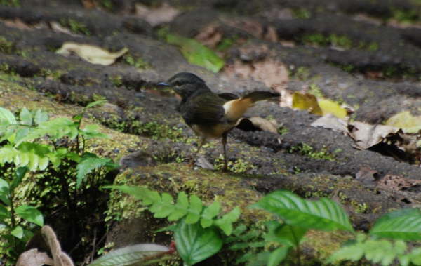 Buff-rumped Warbler