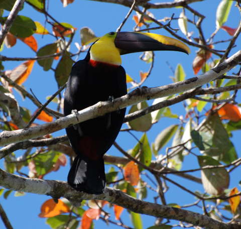 Chestnut-mandibled toucan