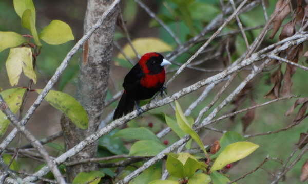 Crimson-collared Tanager
