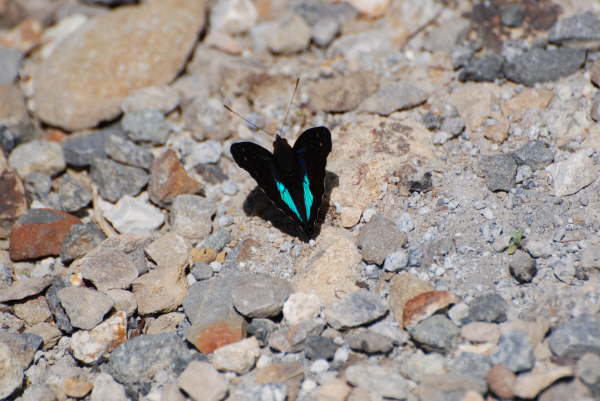 Doxocopa cyane