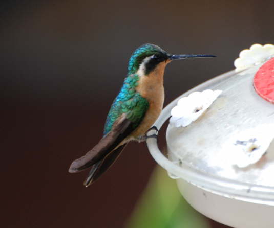 White-throated Mountain Gem (Female)