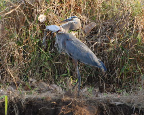 Great Grey Heron with fish