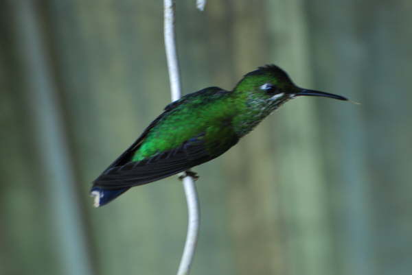 Green-crowned Brilliant