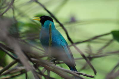 Green Honeycreeper