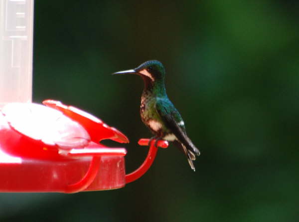 Green Thorntail