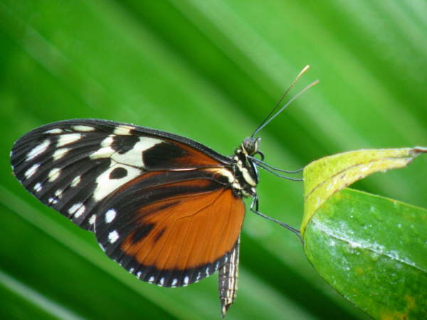 Heliconia butterfly