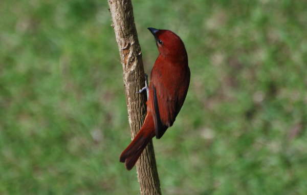 Hepatic Tanager