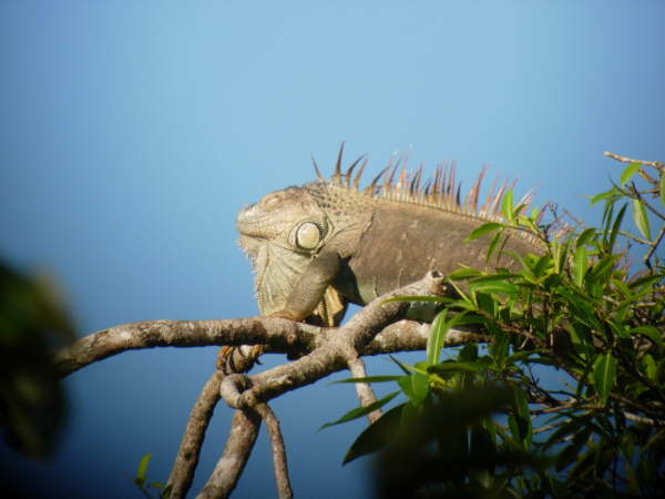 Iguana at La Selva