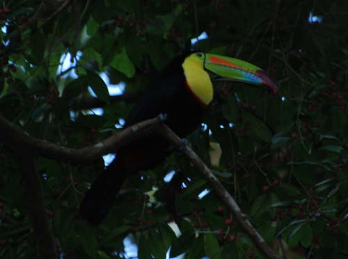Keel-billed Toucan