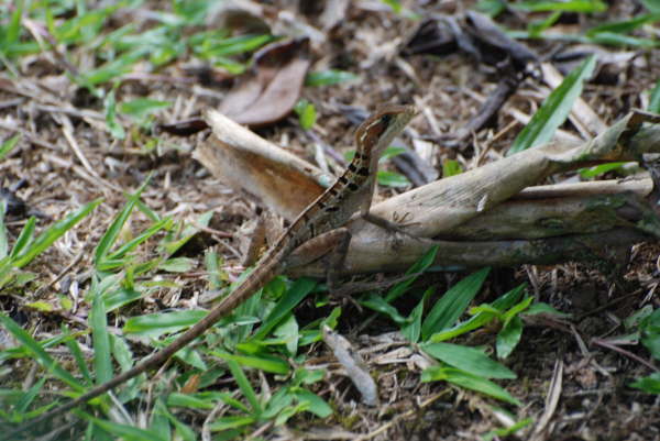Lizard at La Selva