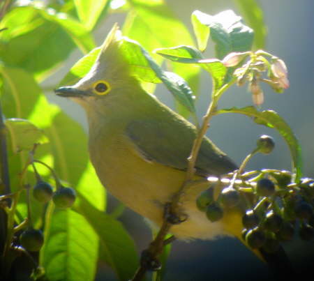 Long-tailed Silky Flycatcher