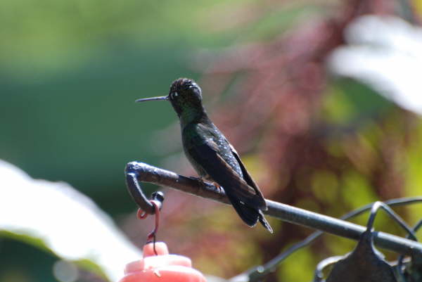 Magnificent Hummingbird