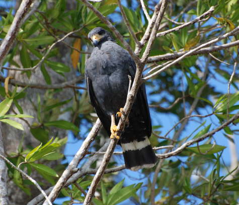 Mangrove Black-hawk