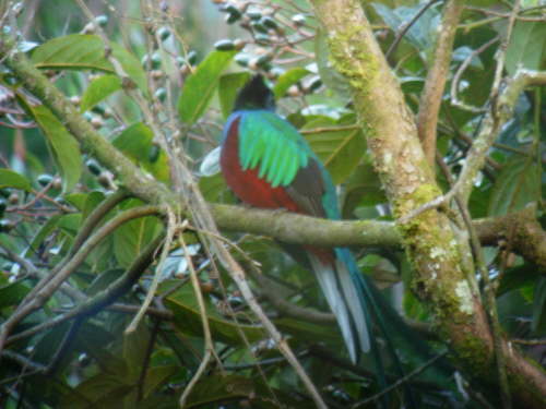 Resplendent Quetzal 