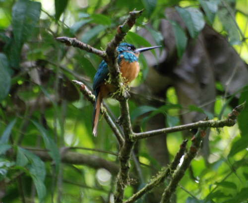 Rufous-tailed Jacamar