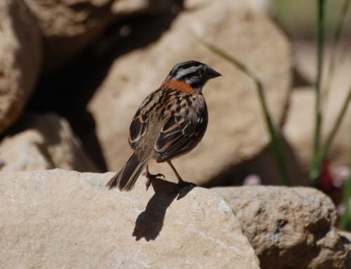 Rufous-collared Sparrow