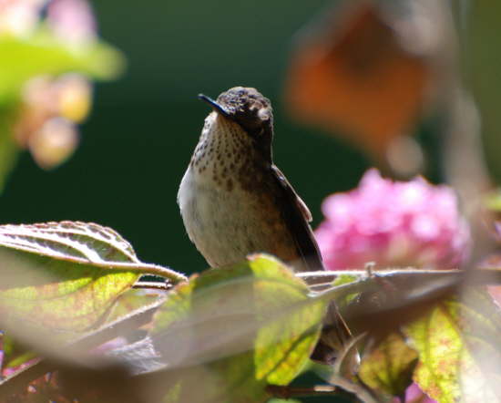 Scintillant hummingbird