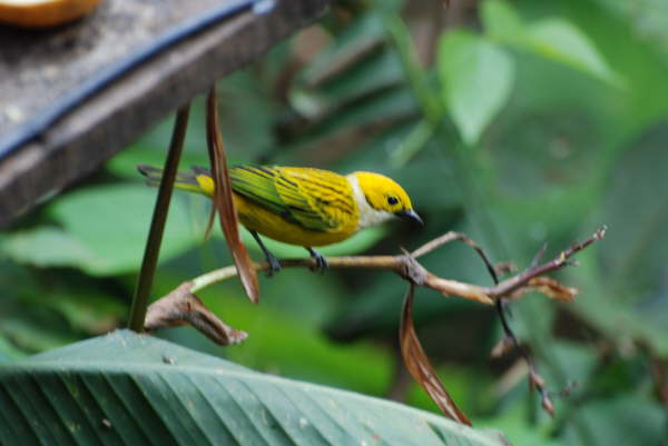 Silver-throated Tanager