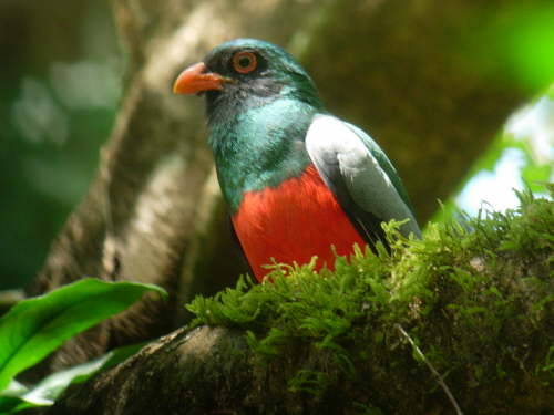 Slaty-tailed Trogon