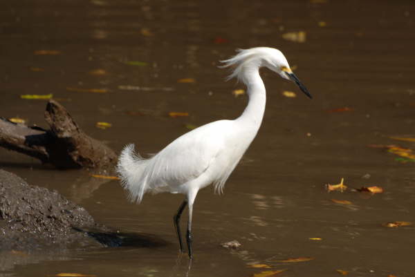 Snowy Egret
