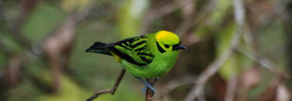 Emerald Tanager